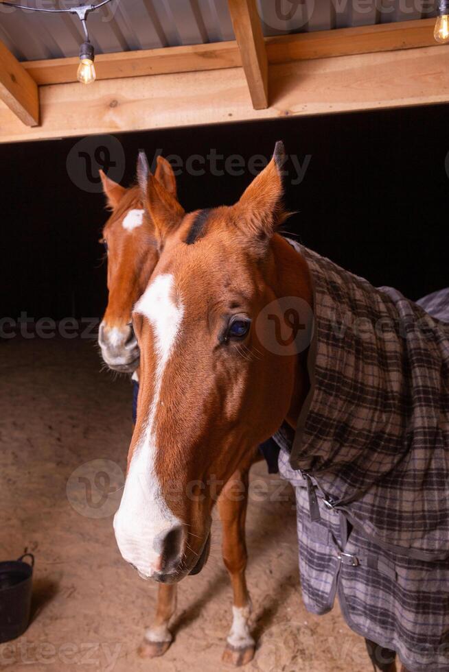 Portrait close up of two purebred saddle horses wearing checkered blanket photo