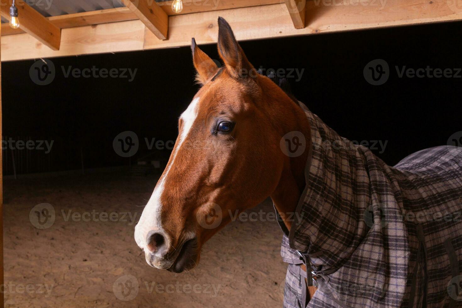 Portrait close up of a purebred saddle horse wearing checkered blanket photo