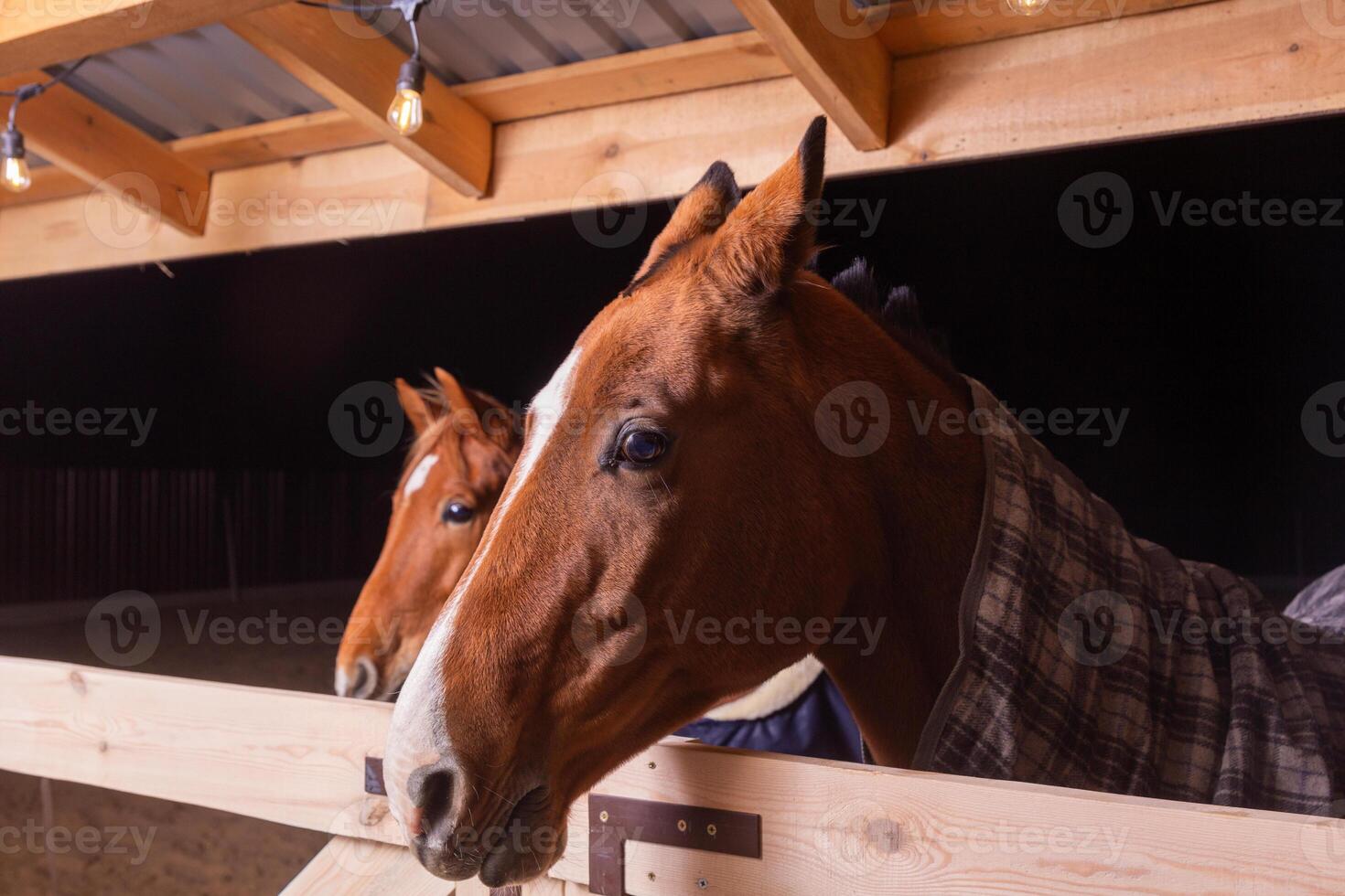 Portrait close up of two purebred saddle horses wearing checkered blanket photo