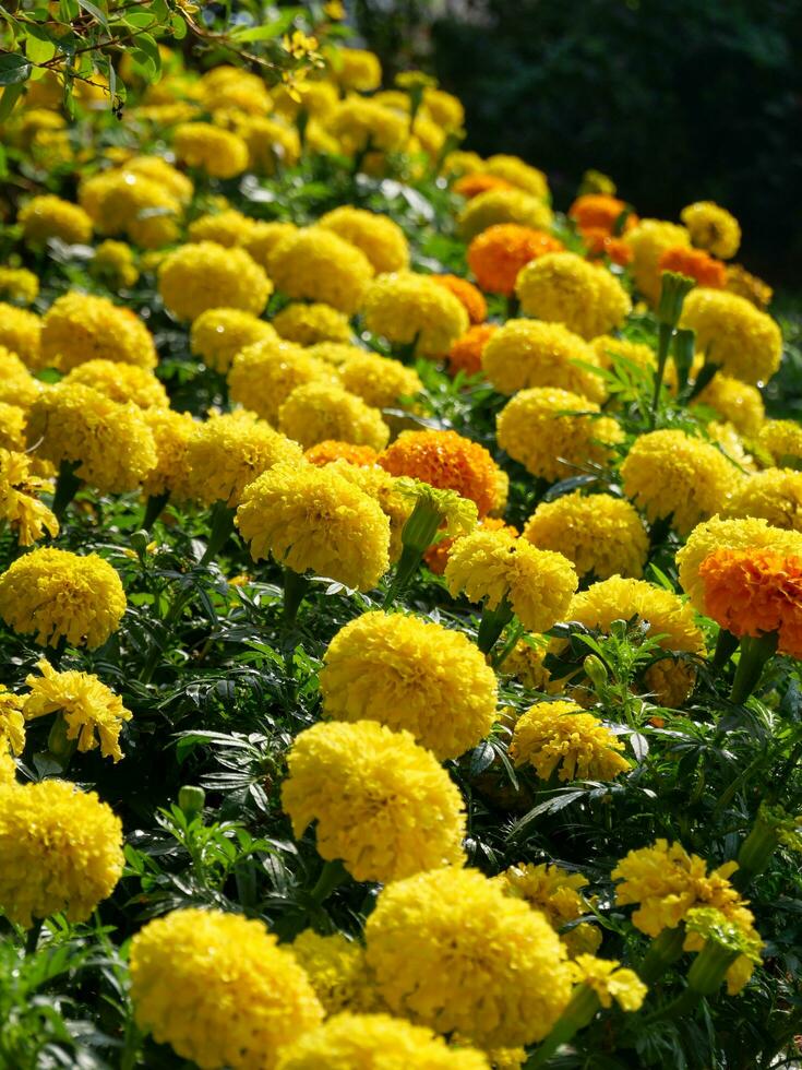 Vertical image of a marigold in bloom. photo