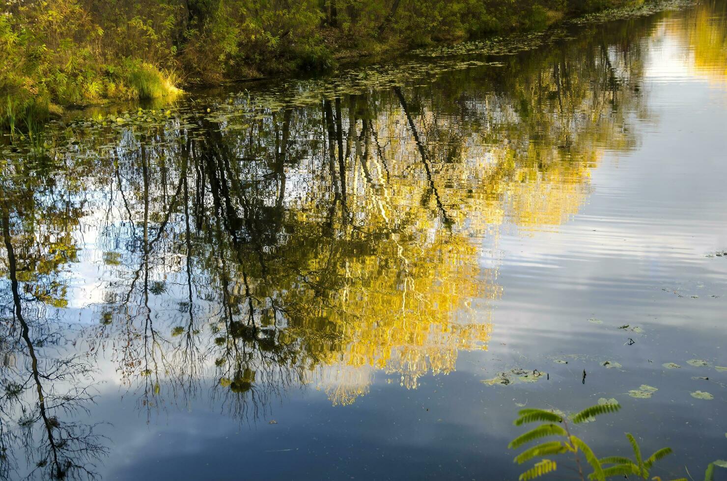 reflexión de otoño bosque en un lago foto