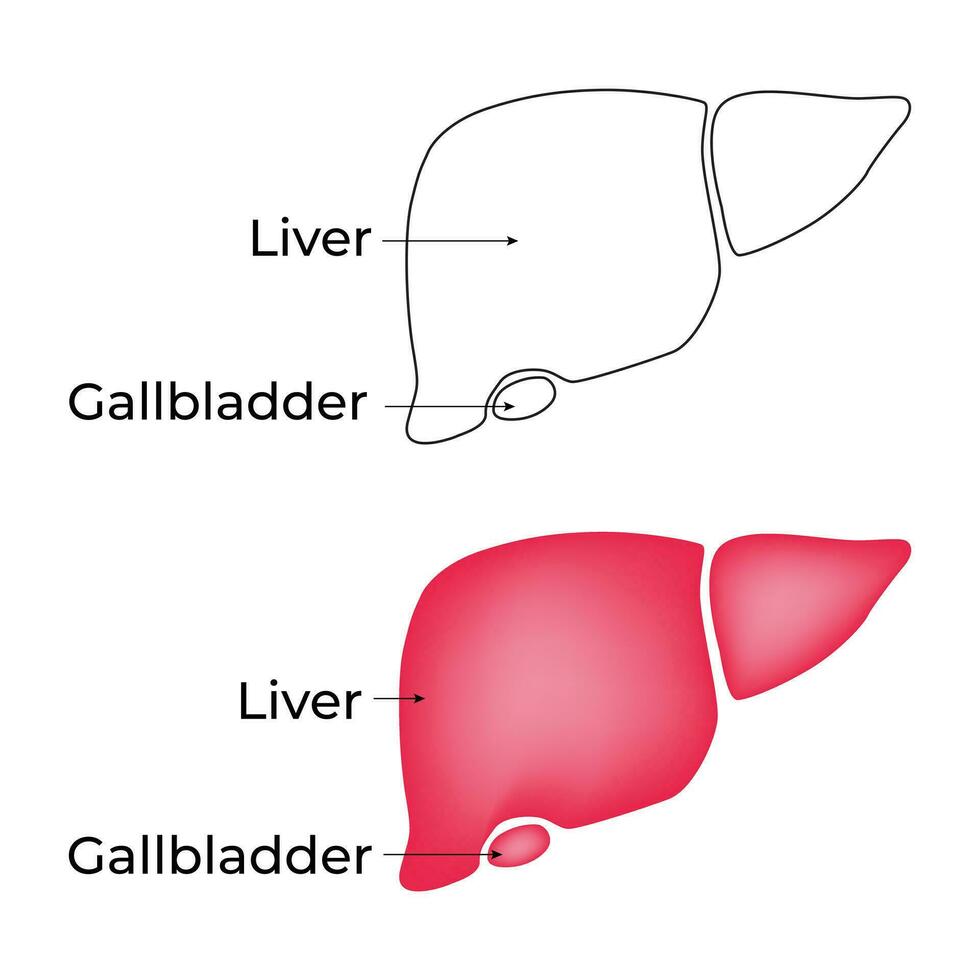 hígado vesícula biliar Ciencias diseño vector ilustración diagrama