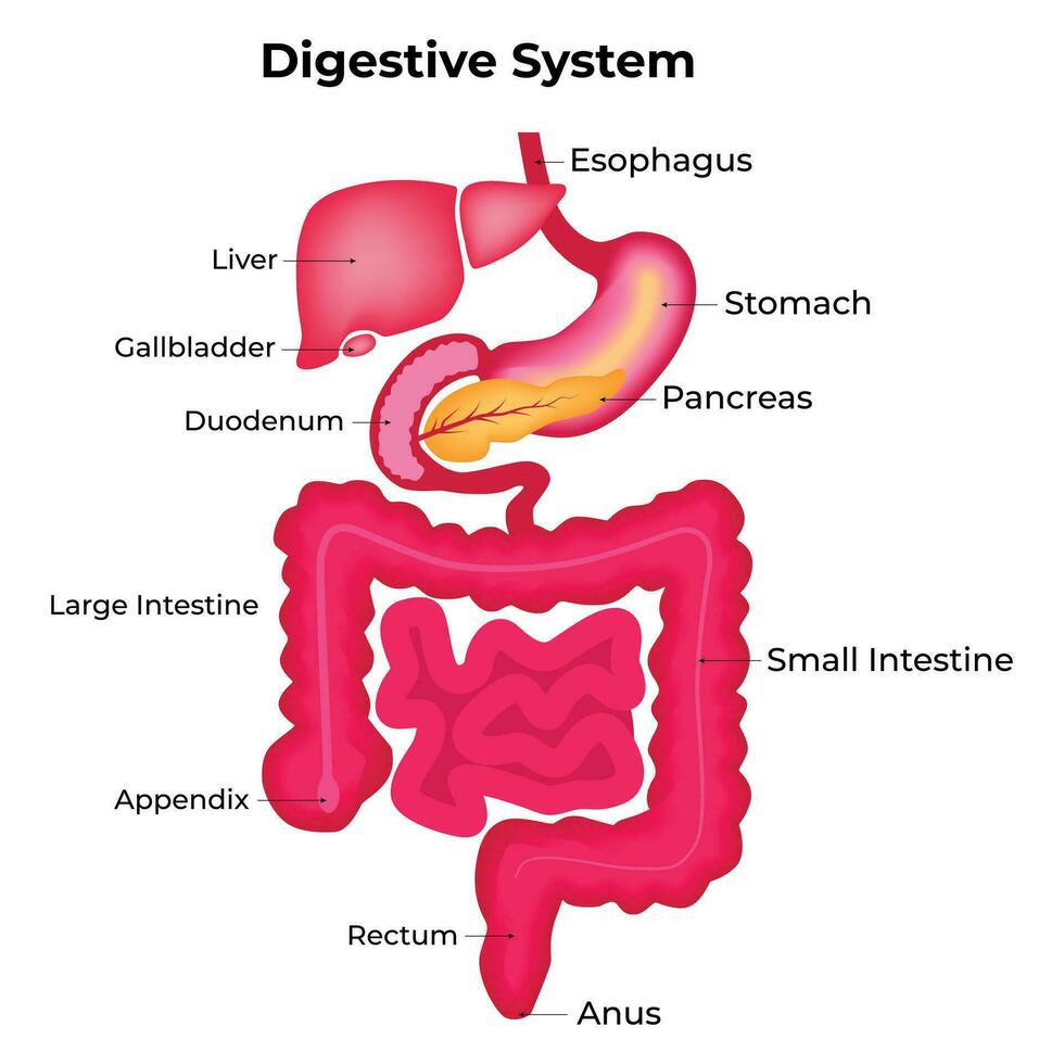 Digestive System Medical Illustration Design vector