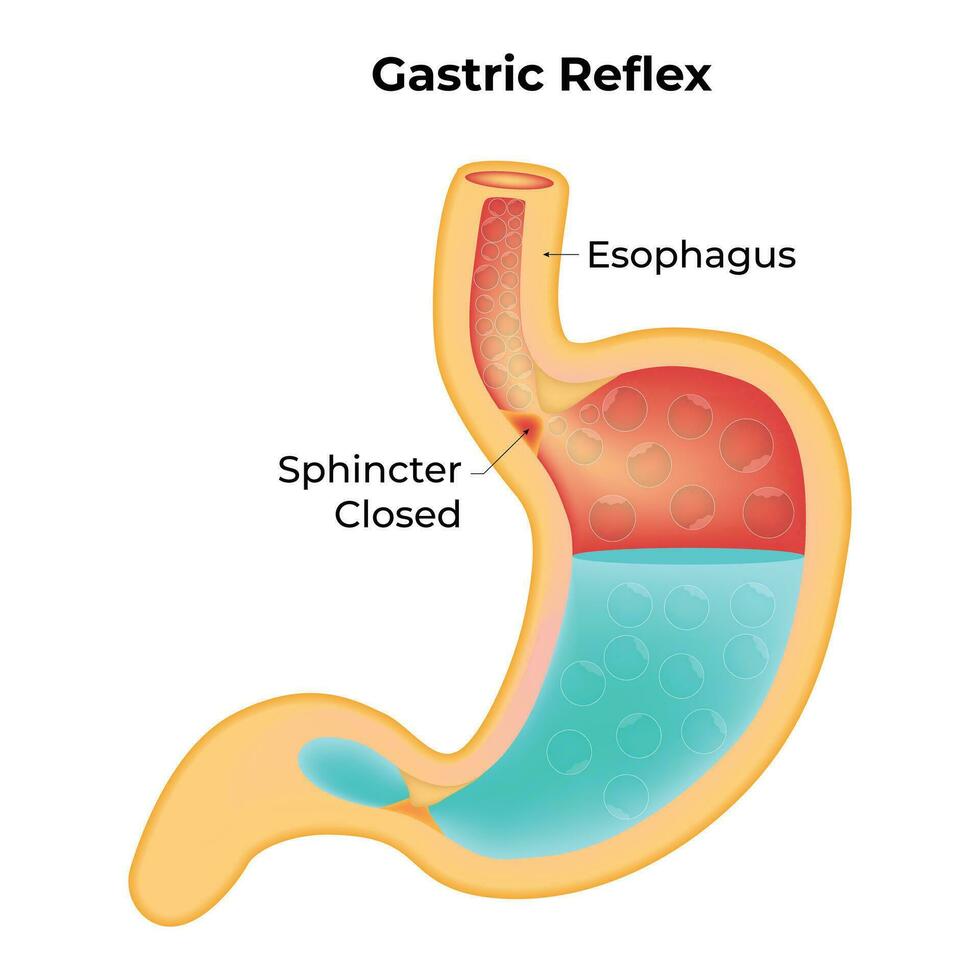 Gastric Reflex Science Design Vector Illustration