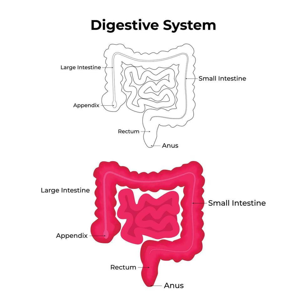 Digestive System Science Design Vector Illustration Diagram