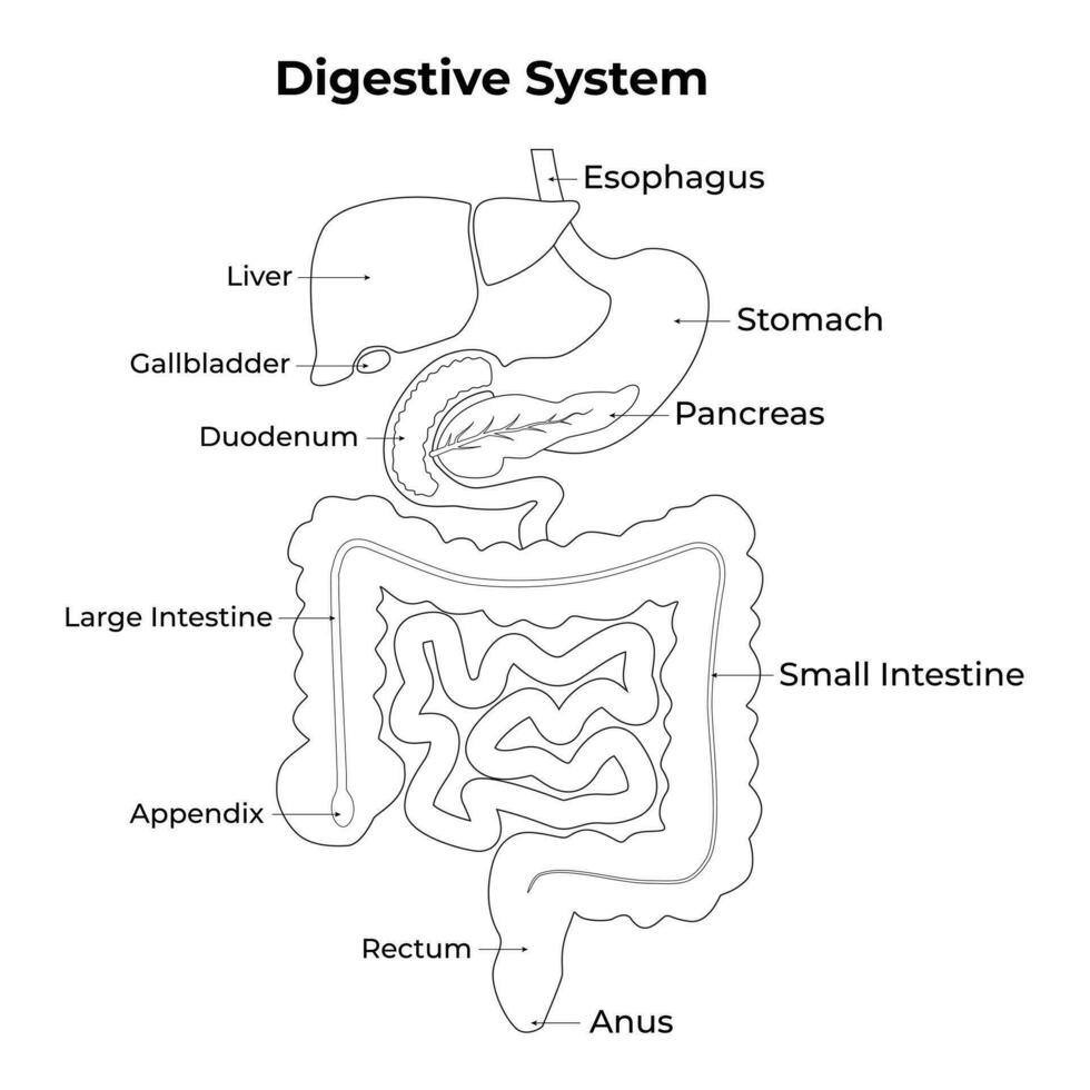 digestivo sistema médico ilustración diseño vector