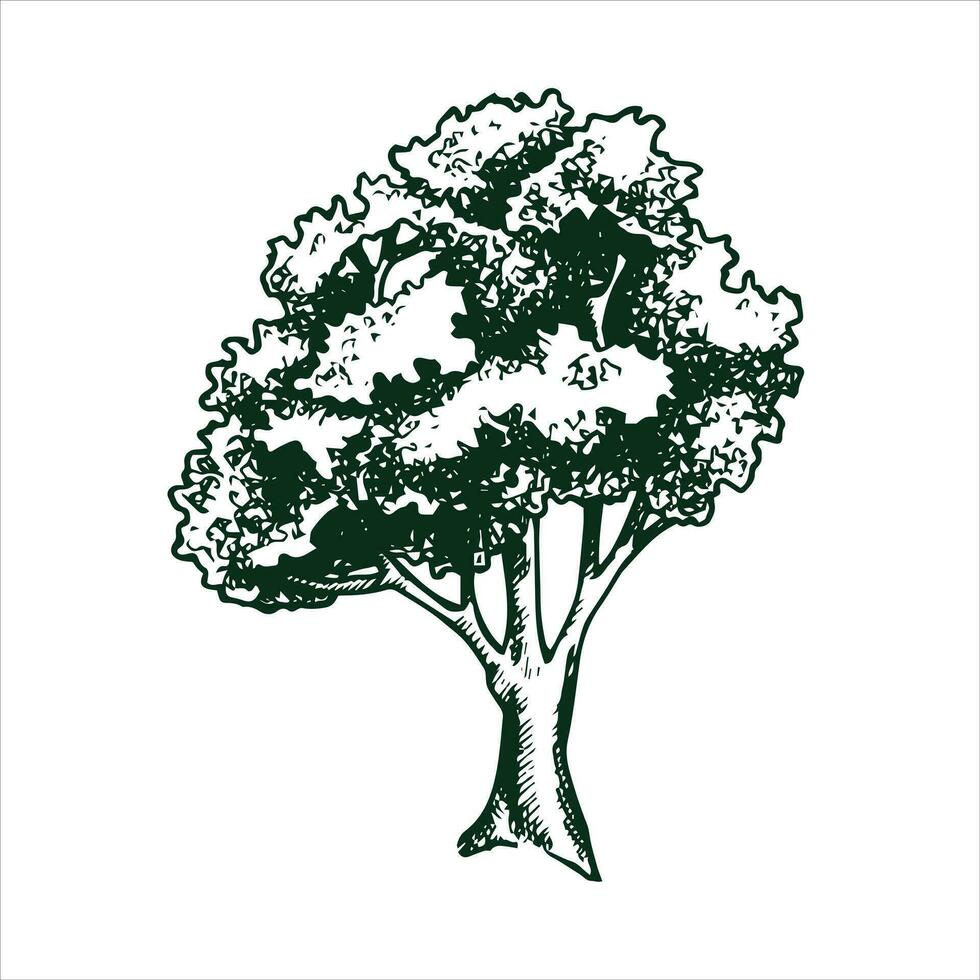 vector drawing of a tree in engraving style. vintage tree illustration, black and white sketch