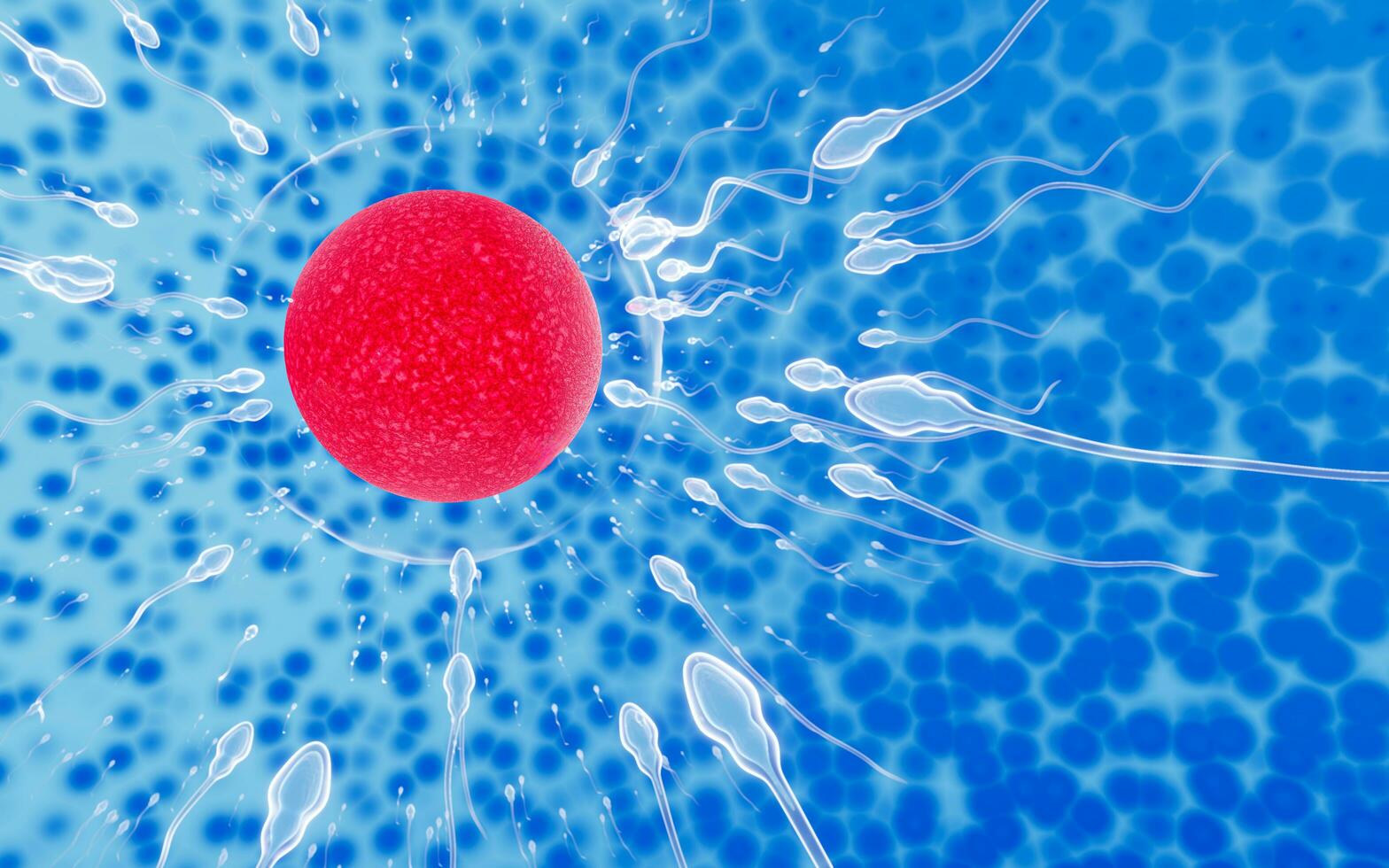 The sperm fertility from men's cum is directed towards the egg bubble after sex. To do human mating. A pre-fertilization model between an egg and a sperm. 3D Rendering photo