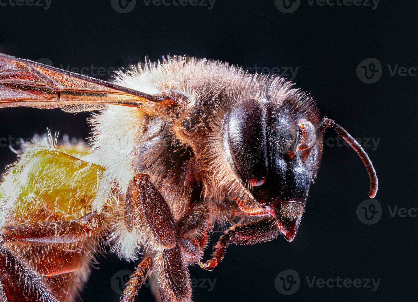 macro Disparo miel abeja. de cerca de cara mullido cabeza de abeja, volador insecto abeja macro lente, de cerca de cara mullido cabeza de abeja, volador insecto. apis mellifera abeja foto