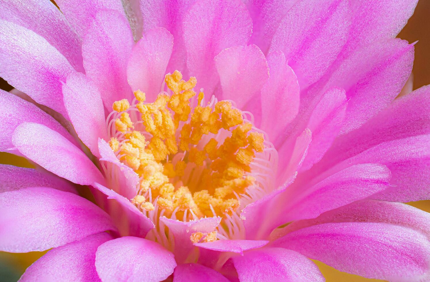 Flowers are blooming.  Cactus, pink and soft pink  Baldianum flower, blooming atop a long, arched spiky plant surrounding a black background, shining from above. photo