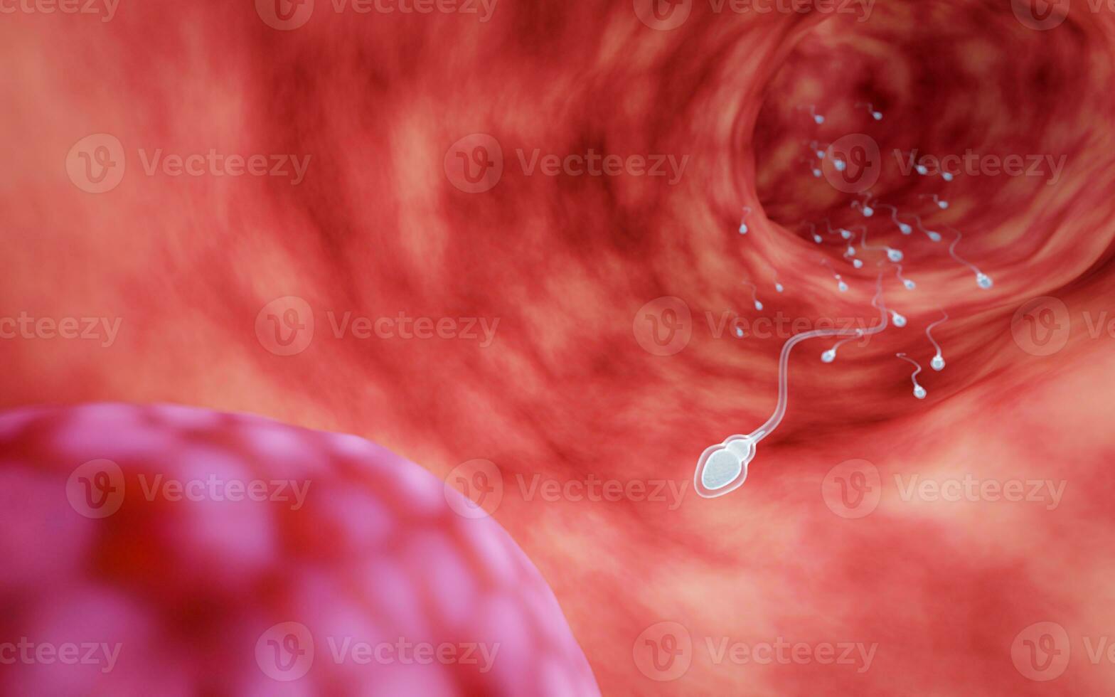lots of sperm In the uterus are swimming races to get to the female's egg. Refers to mating or fertilization of humans. 3D Rendering photo