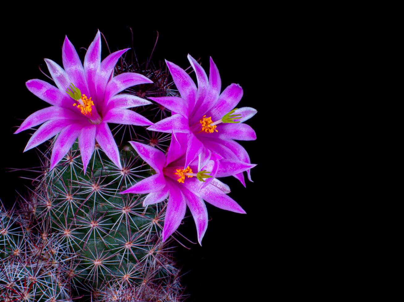 Mammillaria Benneckei, a type of cactus with hook spines There is a tuberous propagation. Clump together into a group.  Blooming flowers are pink cactus flowers. photo