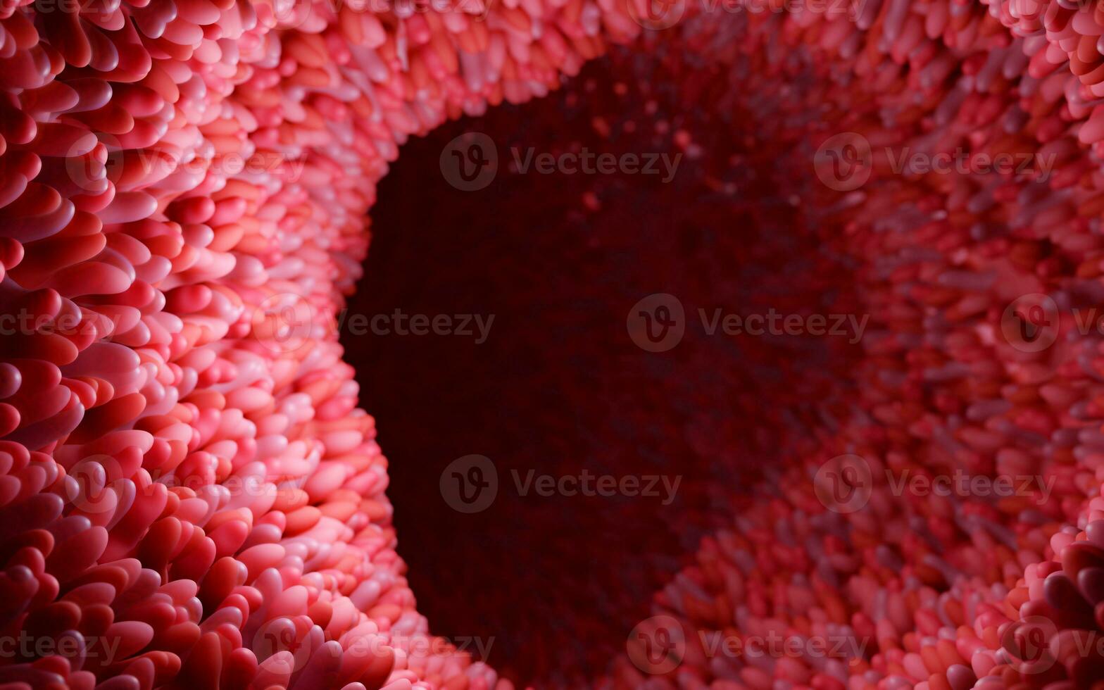 Model of the small intestine in the human body. Microvilli on the surface of digestive system or intestinal tract. anatomy, biology, science, medicine, medical and healthcare concepts. 3D rendering. photo
