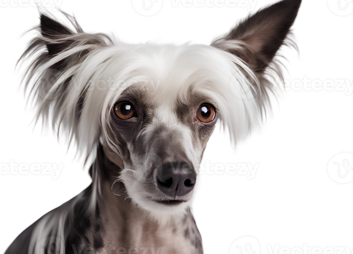 AI generated Happy Full Body Chinese Crested png
