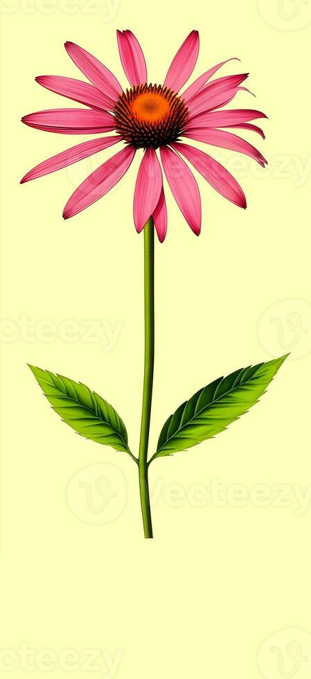 AI generated Illustration of Echinacea purpurea generative ai. A classic North American prairie plant with showy large flowers. photo