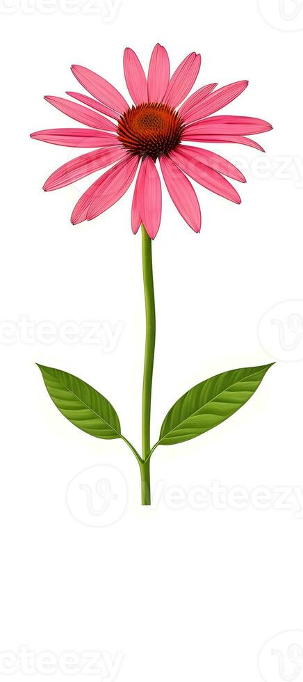 AI generated Illustration of Echinacea purpurea generative ai. A classic North American prairie plant with showy large flowers. photo