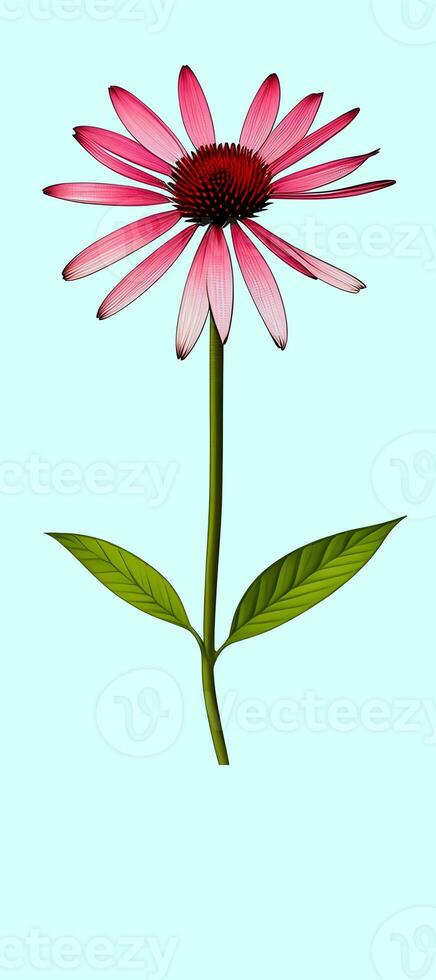 AI generated Illustration of Echinacea purpurea generative ai. A classic North American prairie plant with showy large flowers. photo