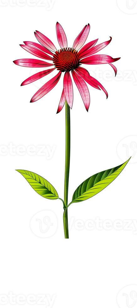 AI generated Illustration of Echinacea purpurea generative ai. A classic North American prairie plant with showy large flowers. photo