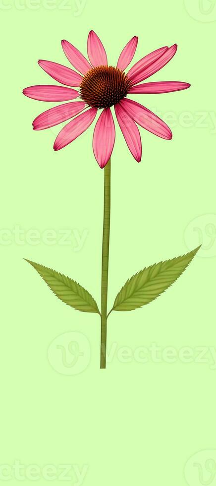 AI generated Illustration of Echinacea purpurea generative ai. A classic North American prairie plant with showy large flowers. photo