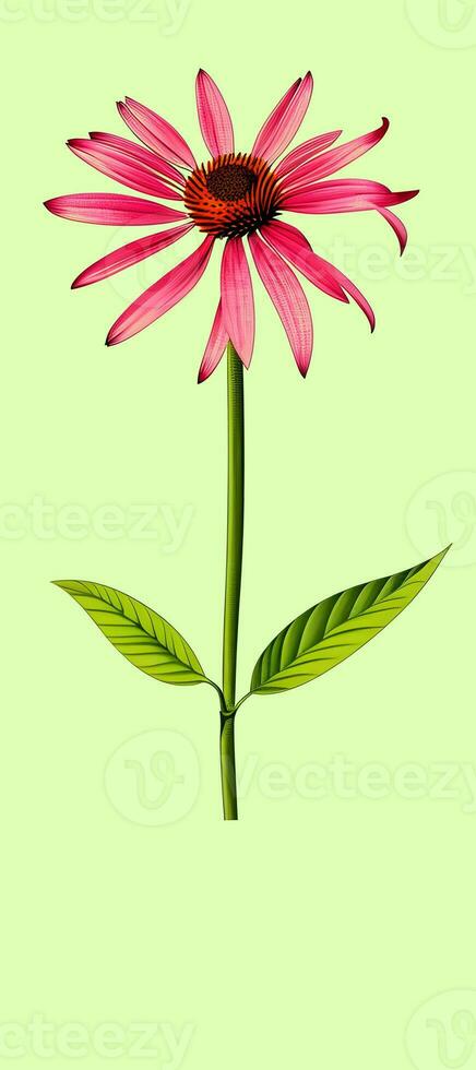 AI generated Illustration of Echinacea purpurea generative ai. A classic North American prairie plant with showy large flowers. photo