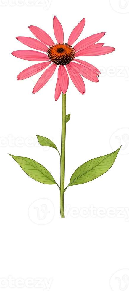 AI generated Illustration of Echinacea purpurea generative ai. A classic North American prairie plant with showy large flowers. photo