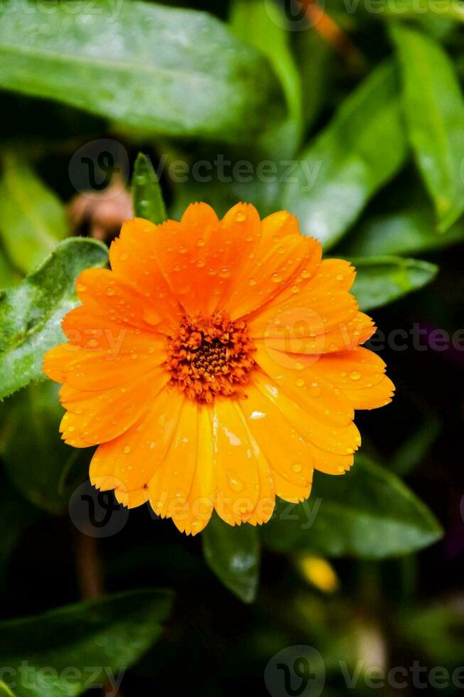 Beautiful flower close-up photo