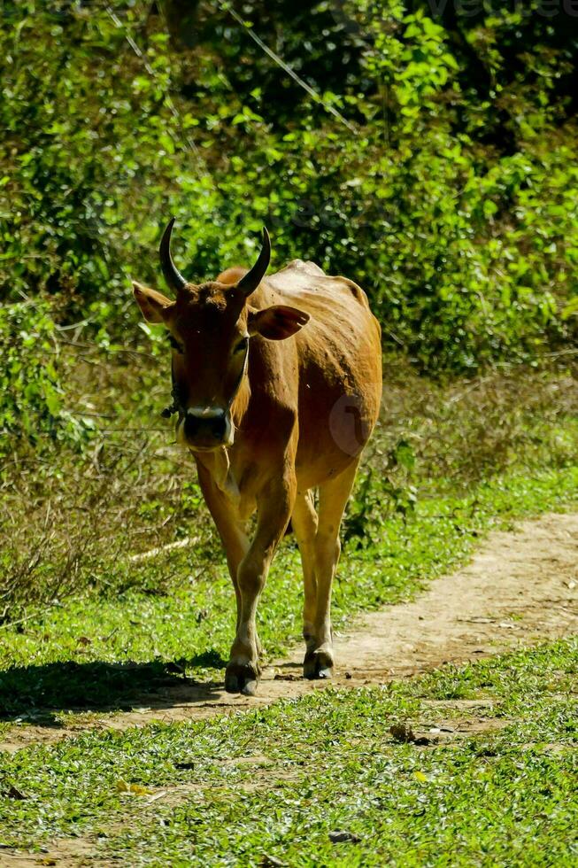 un búfalo caminando a lo largo un suciedad la carretera en el bosque foto