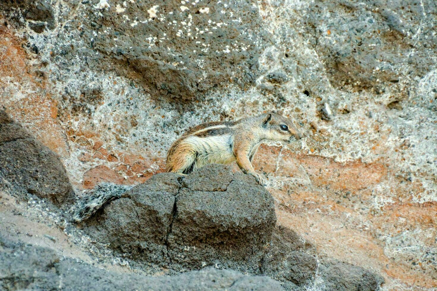 a chipmunk is standing on a rock with its paws on the ground photo