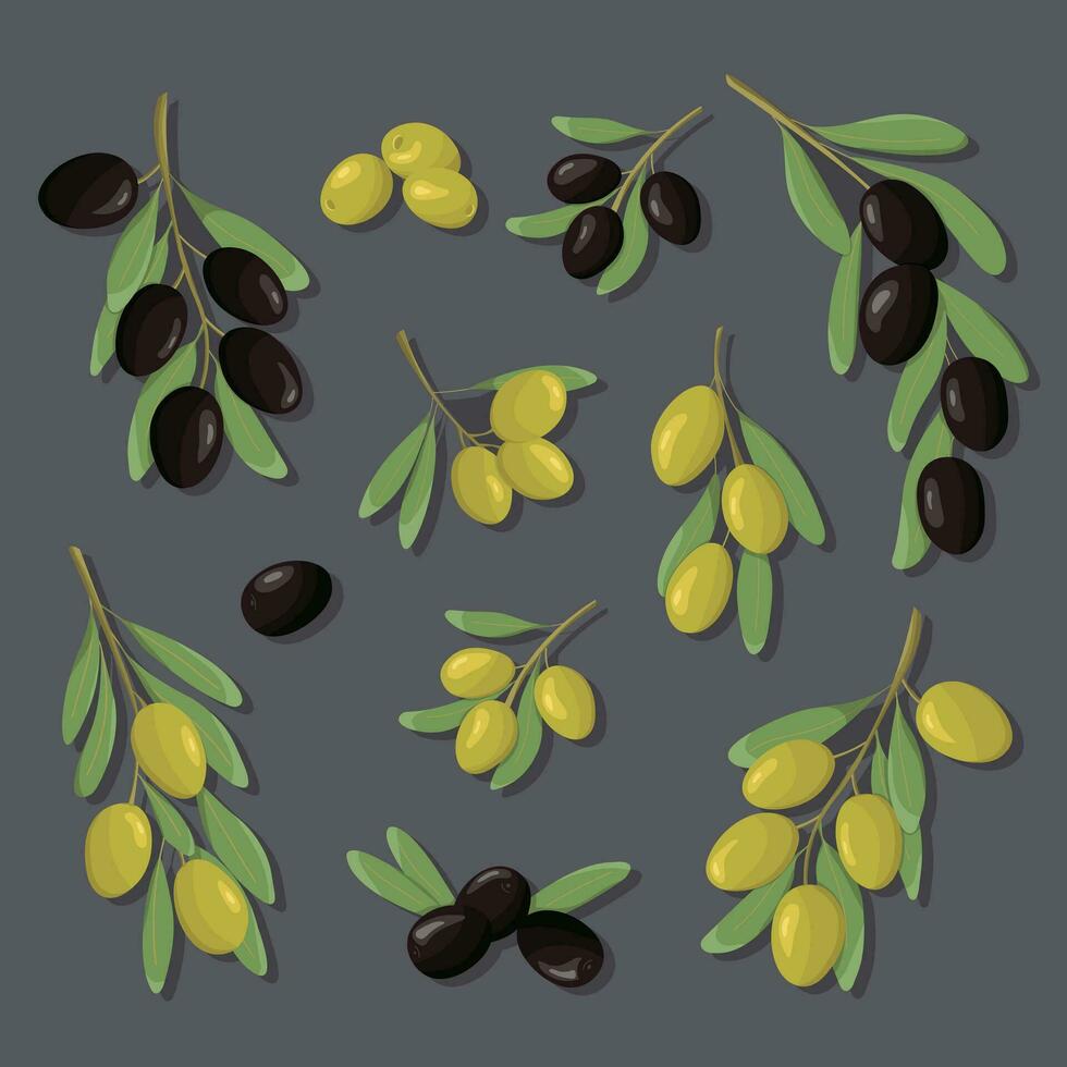 Black and green olive branches set. Color set olives with leaves in cartoon and flat simple style. Design for olive fruit products, oil, health care products,  packaging design. vector