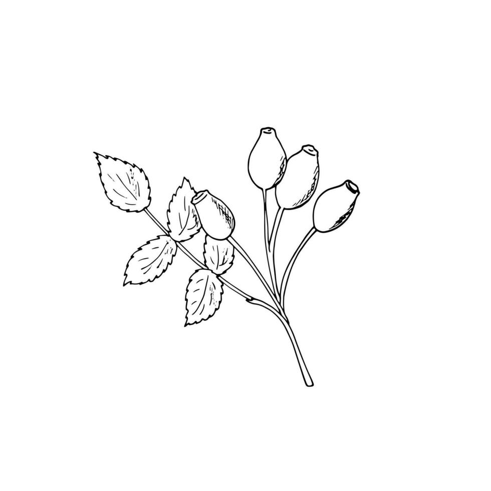 Rosehip vector drawing. Sketch of branch with rosehip fruit and leaves. Hand-drawn rosehip branch. Isolated rosehip vector illustration on white background.