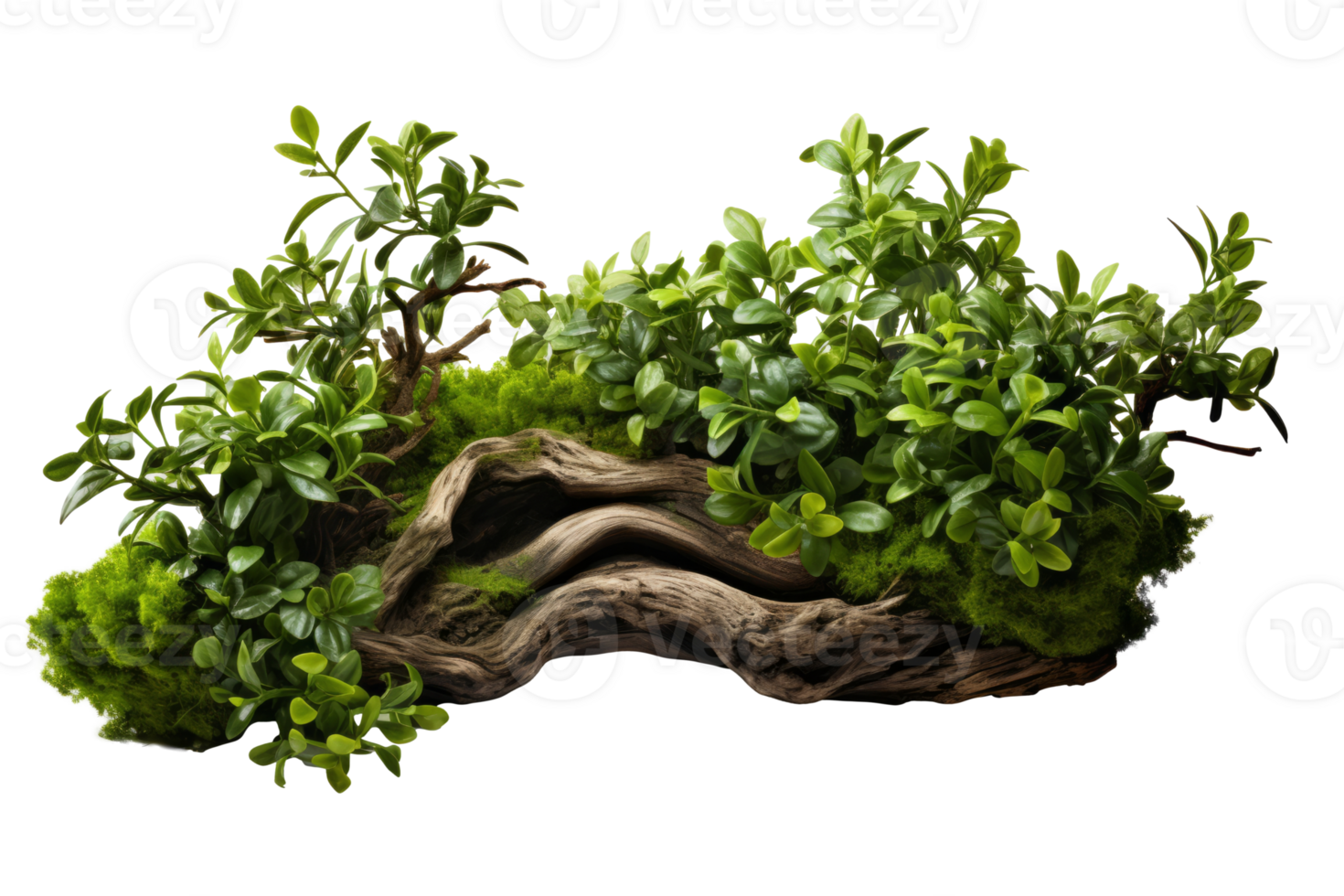 AI generated Tree branch with green leaves on transparent background created with generative AI technology png