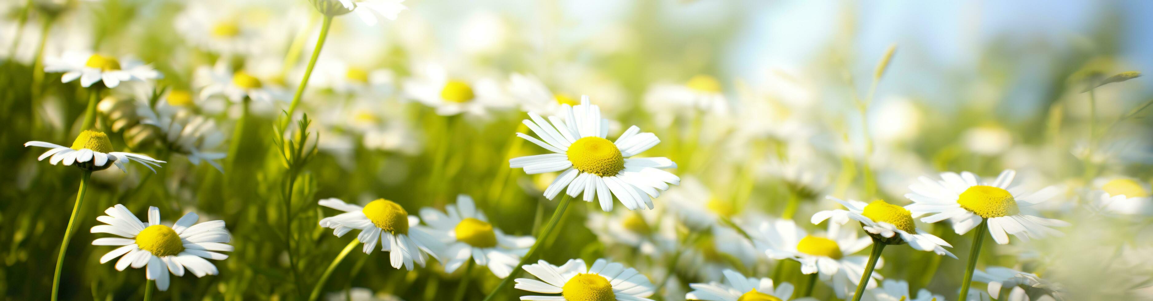 ai generado manzanilla flor para un bandera. generativo ai foto