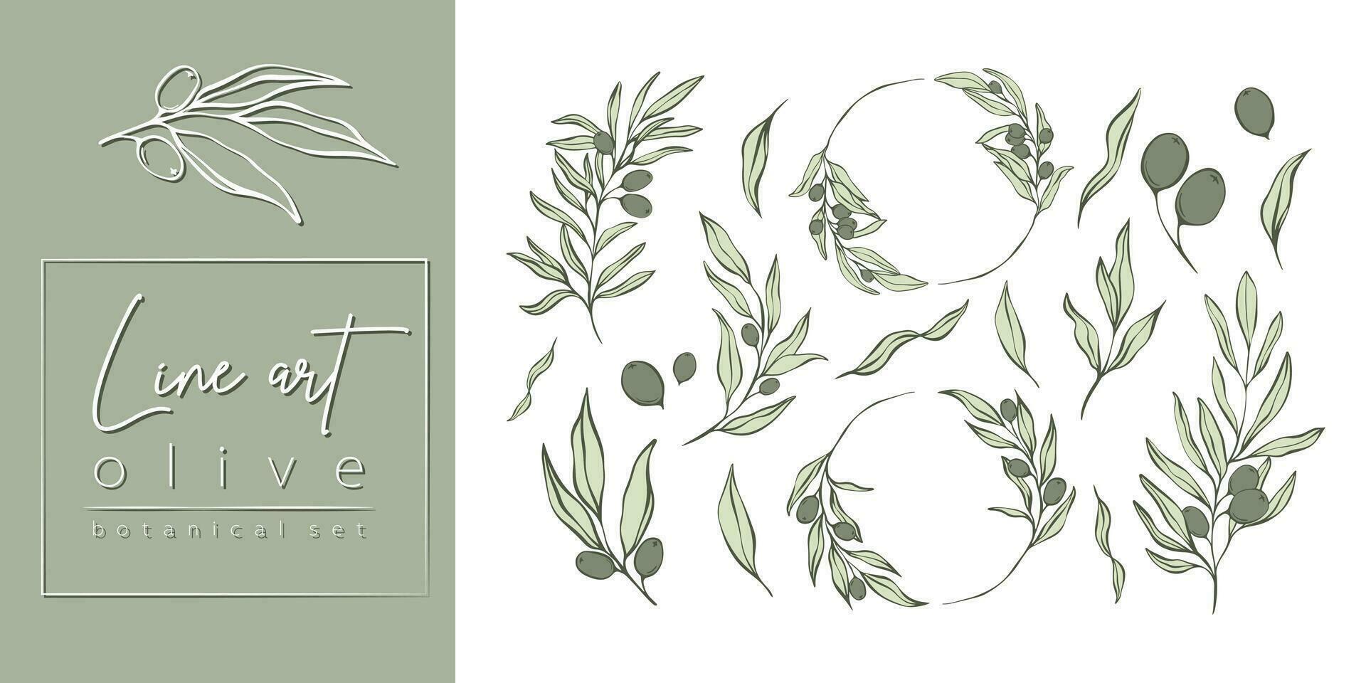 Set of Olive Branches and leaves in Line Minimal Style. Vector Illustrations of Branches With fruits and Leaves for logos, patterns, greeting cards, wedding Invitations, social media, web design.
