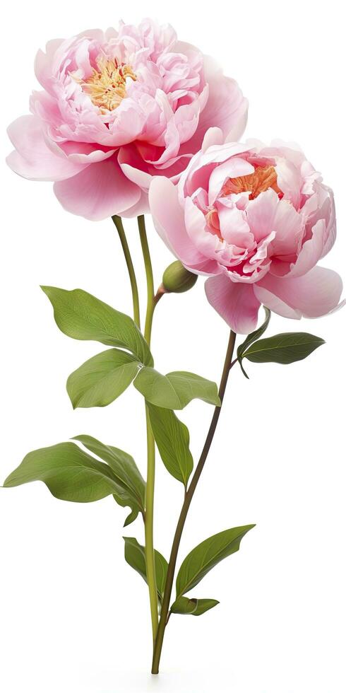 AI generated Peony isolated on white background. AI Generated photo