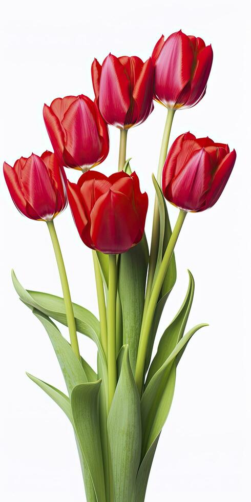 AI generated Red tulips isolated on white background. AI Generated photo