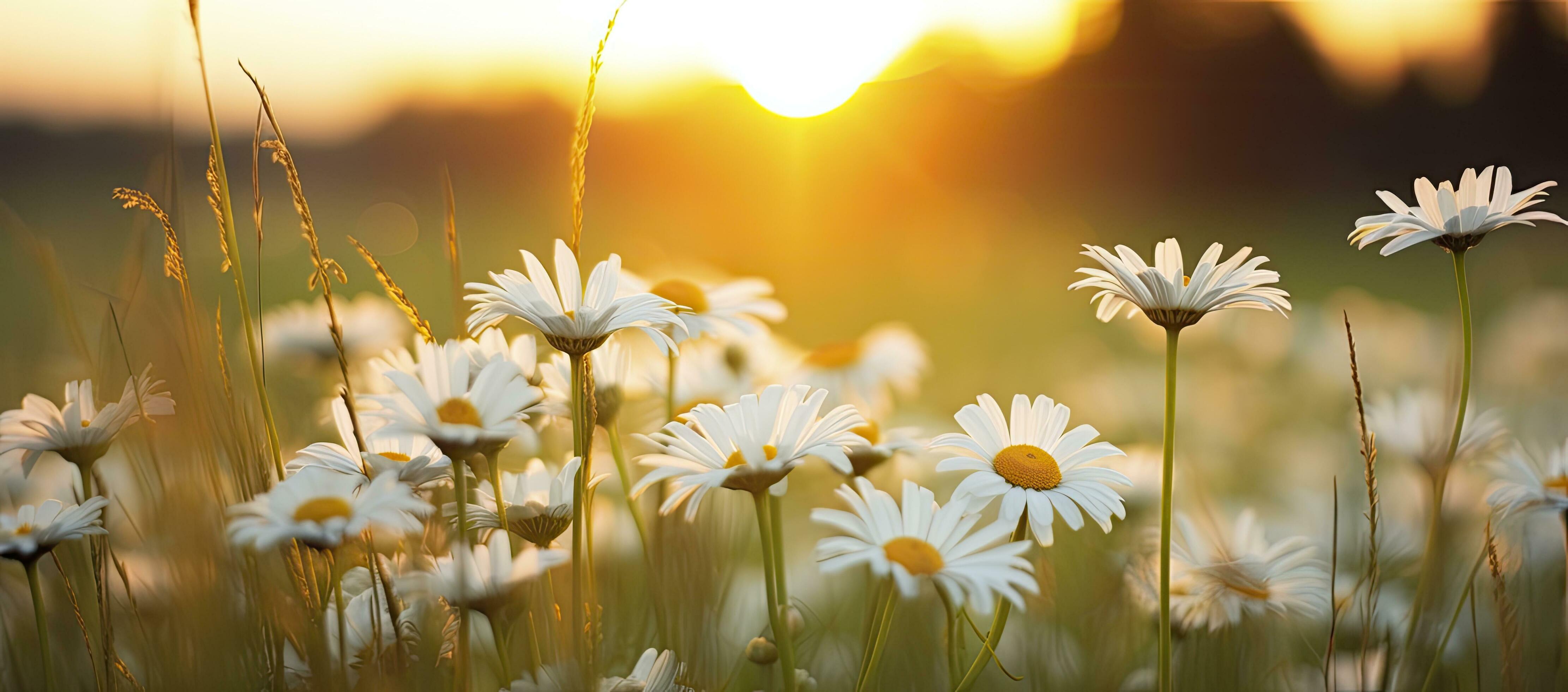 The Impact Of The Daisy Blooms Leak: A Nation Divided - 9tj603i
