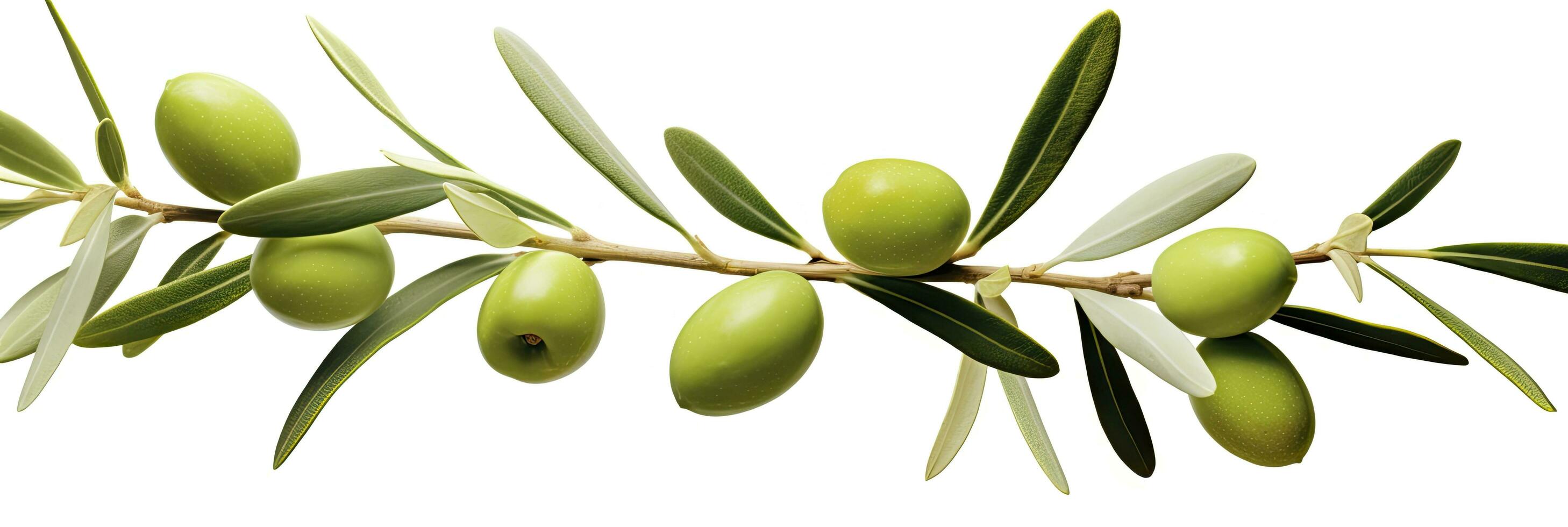 AI generated Olive tree branch, green olives and leaves on white background. AI Generated. photo