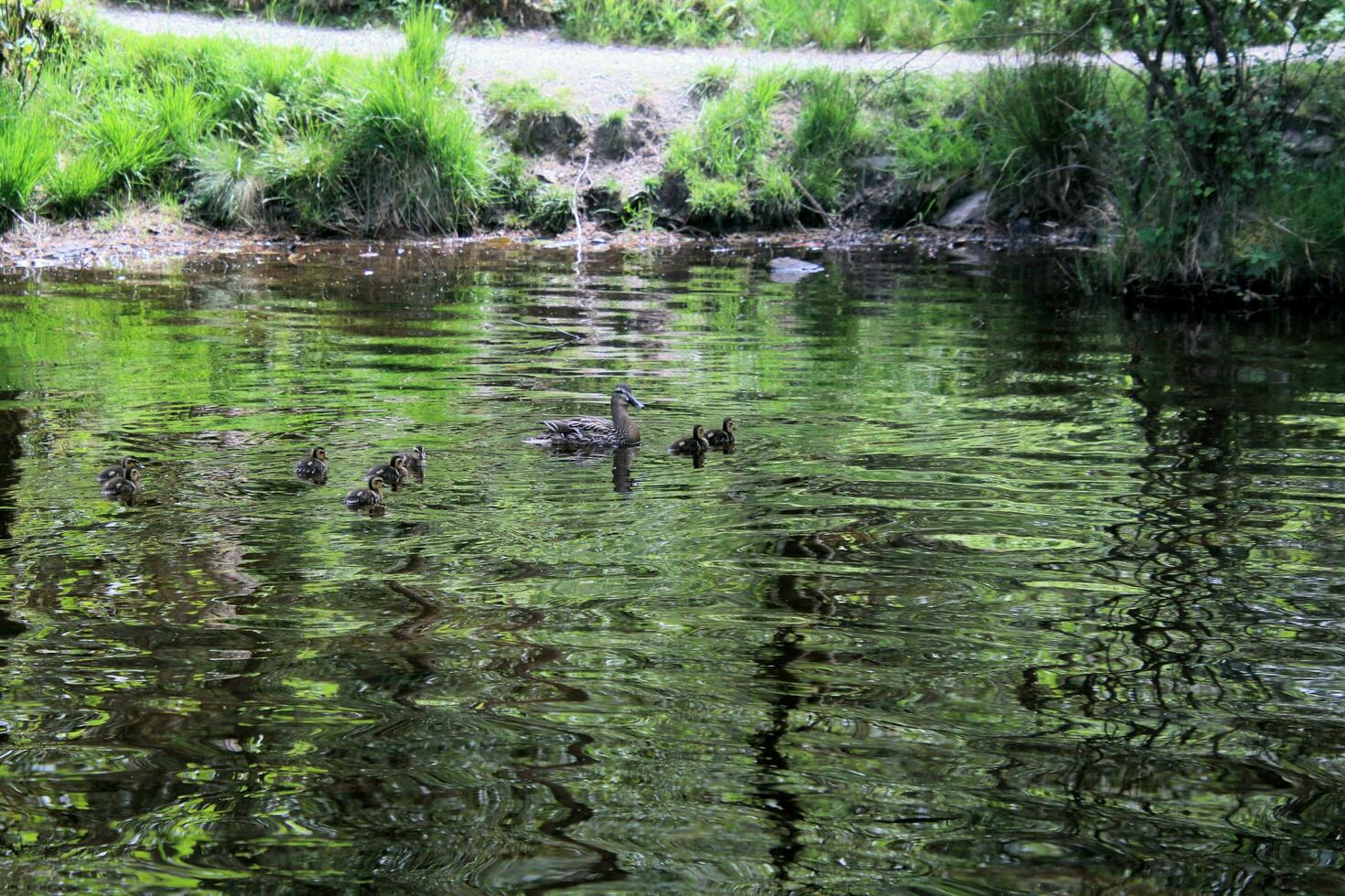 Ducklings in the water at High Dam Tarn in the Lake District photo