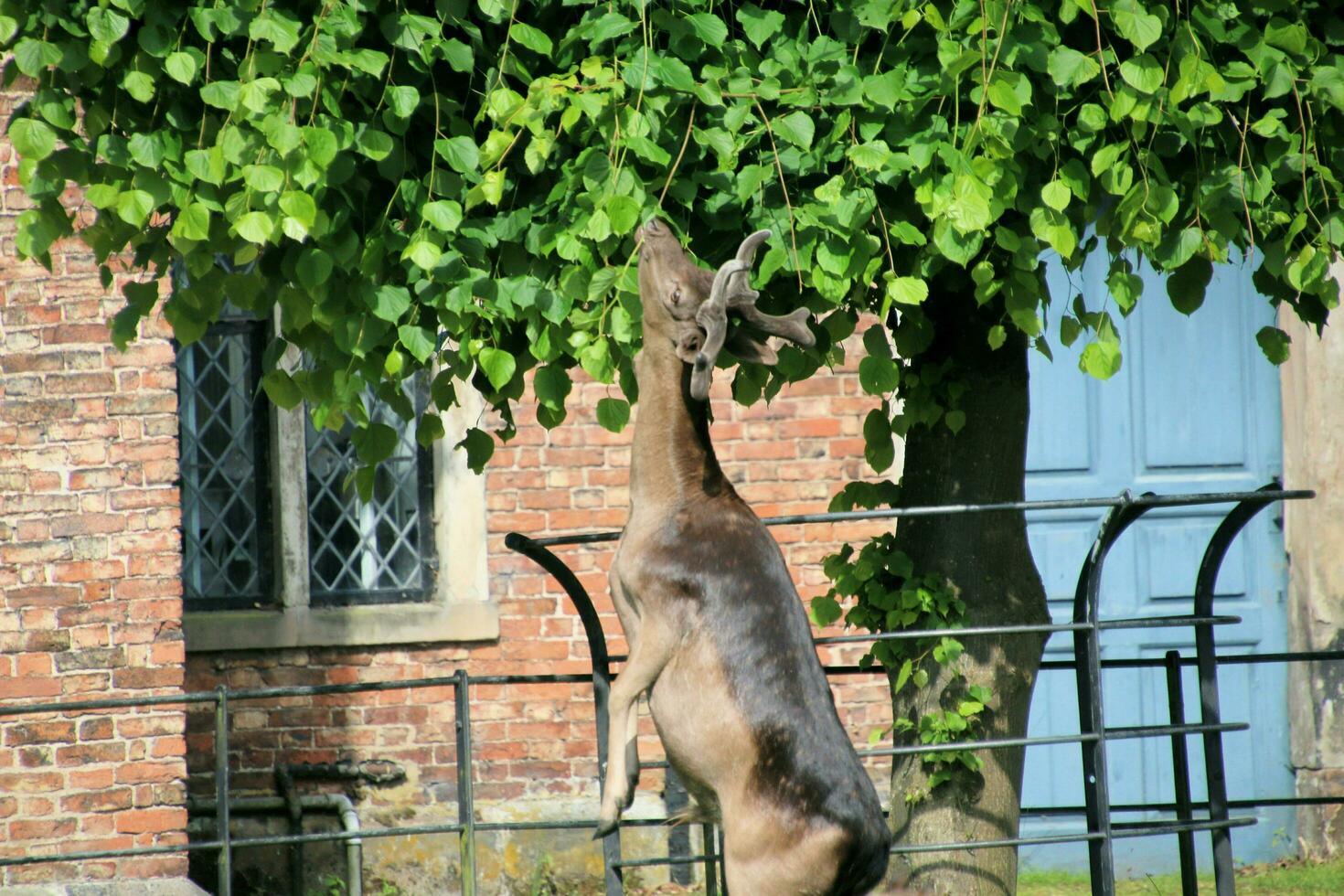 A view of a Fallow Deer in the Cheshire Countryside photo