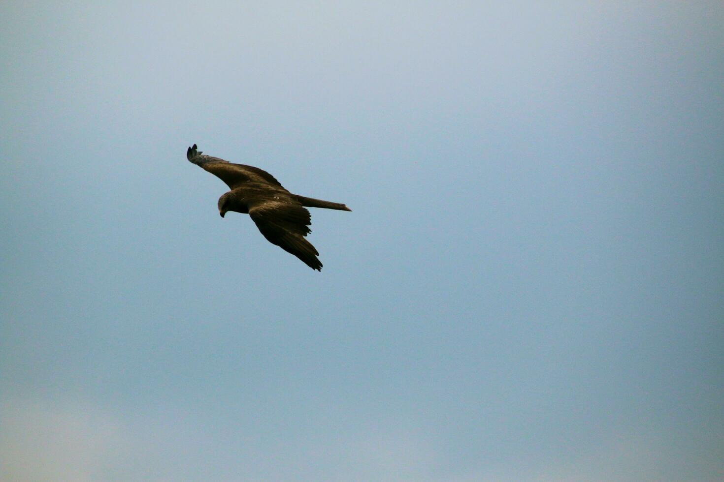 A view of a Red Kite photo
