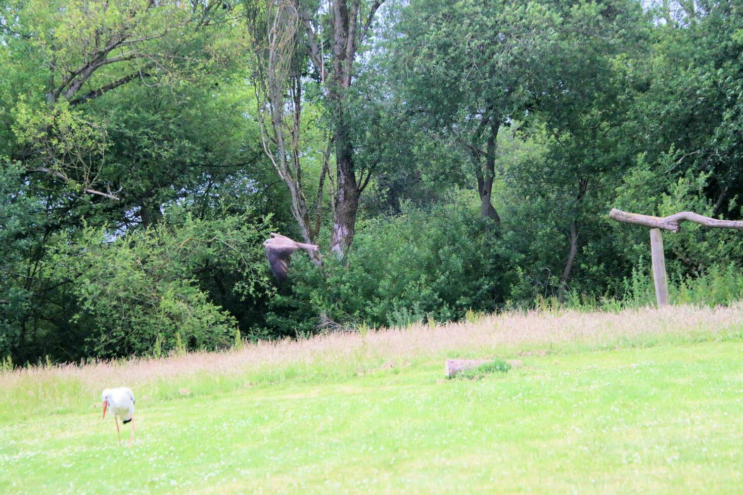 A view of a Red Kite photo