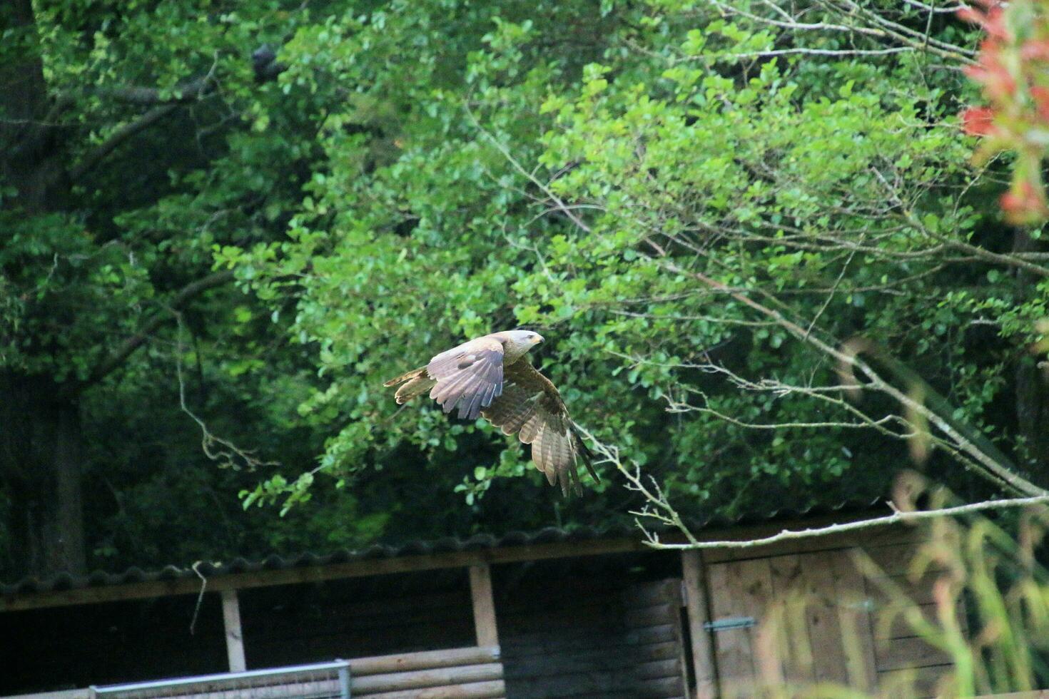 A view of a Red Kite photo