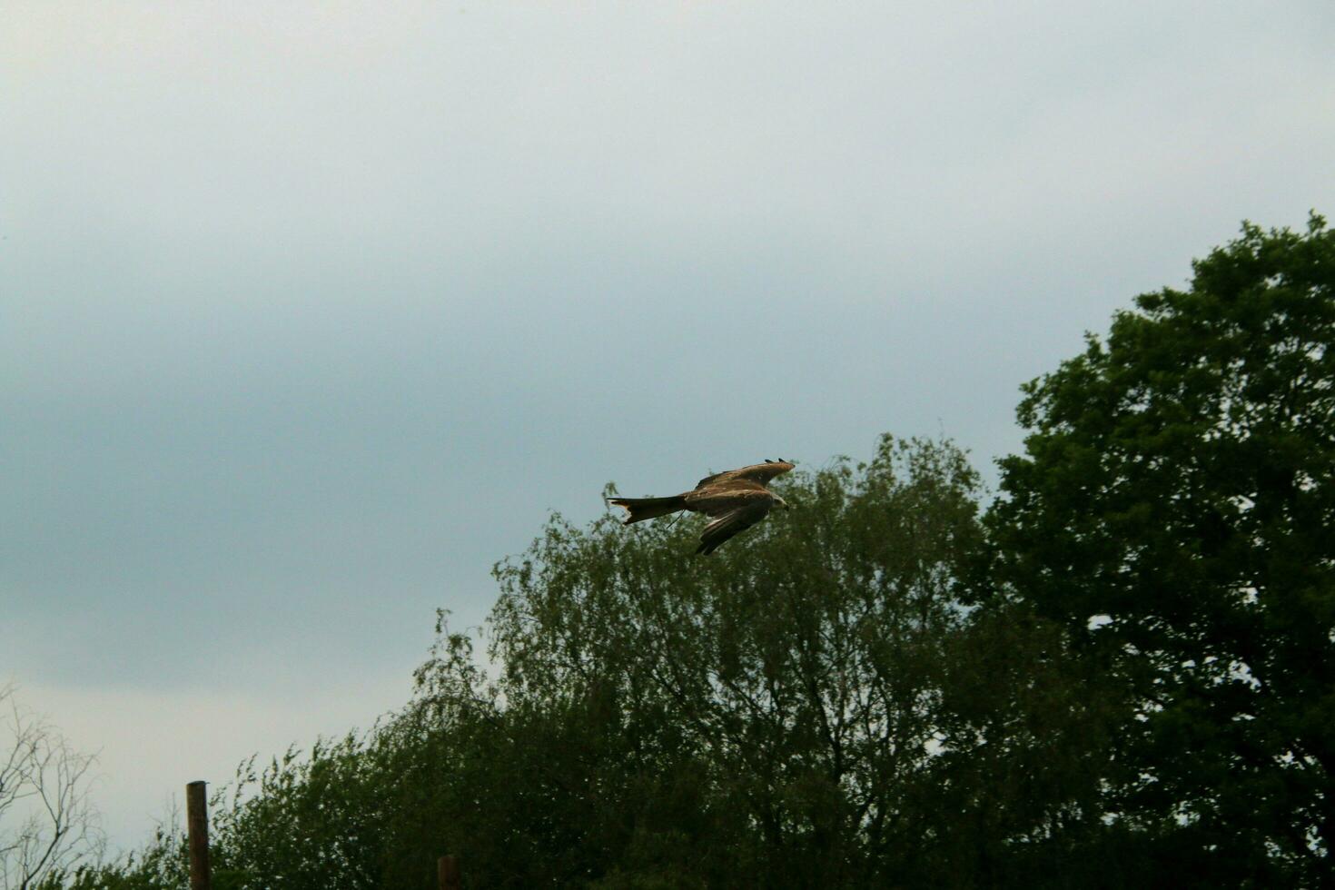 A view of a Red Kite photo