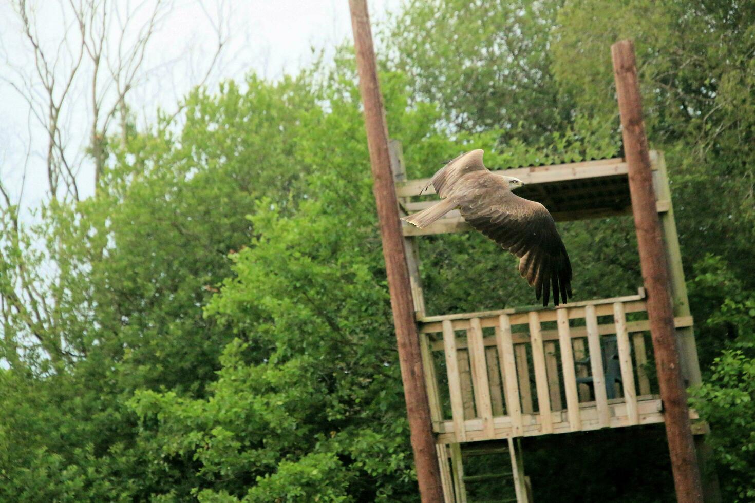 A view of a Red Kite photo
