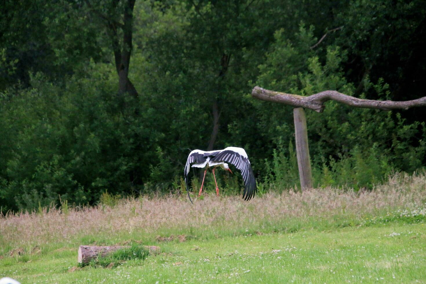 A view of a White Stork photo