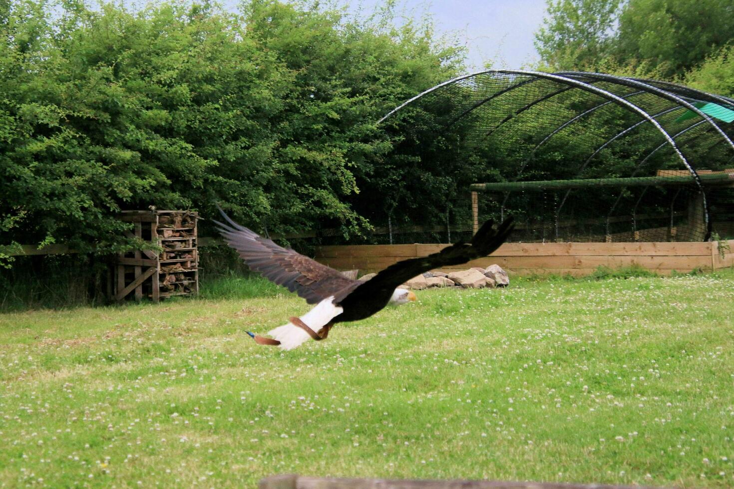 A view of an American Bald Eagle photo