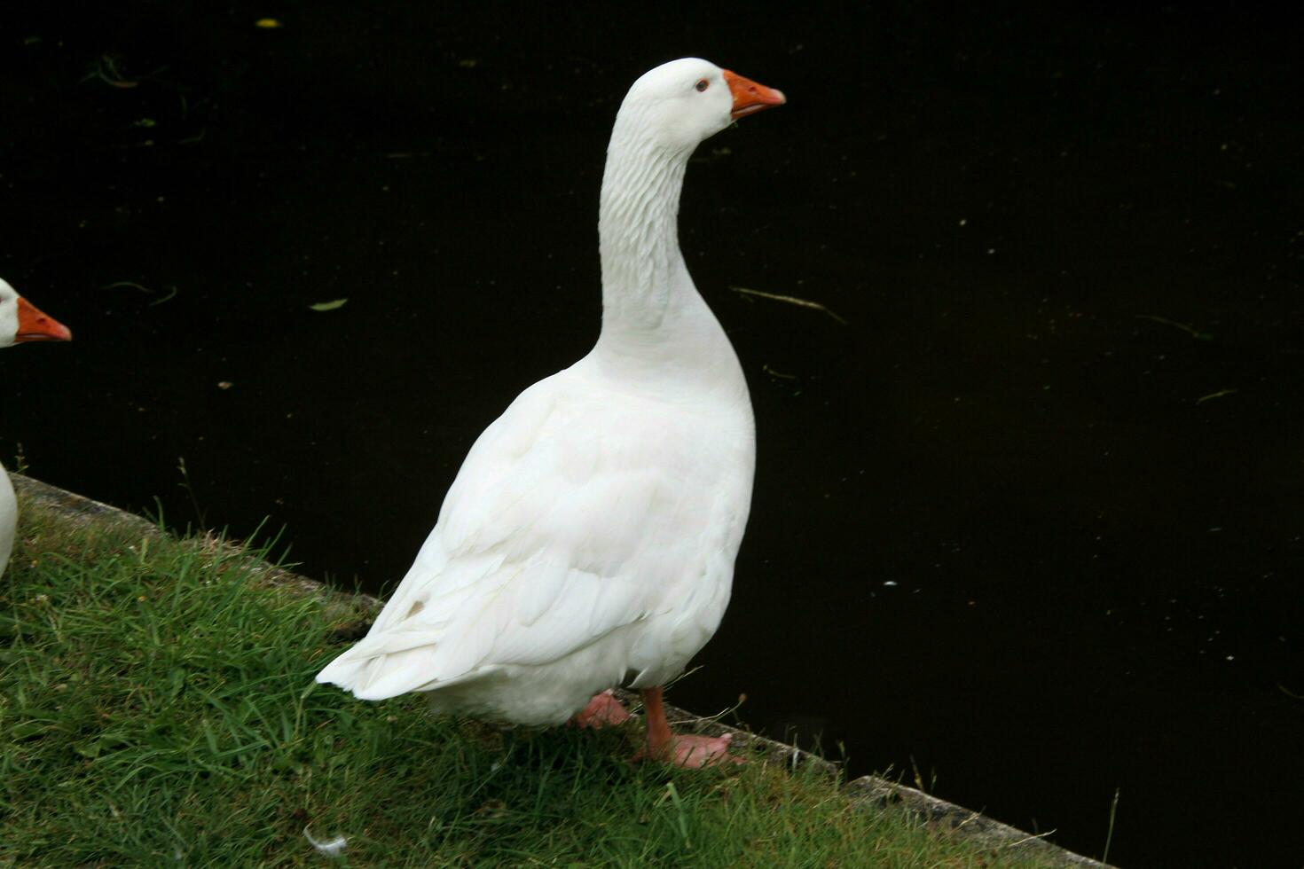 A view of a White Goose photo