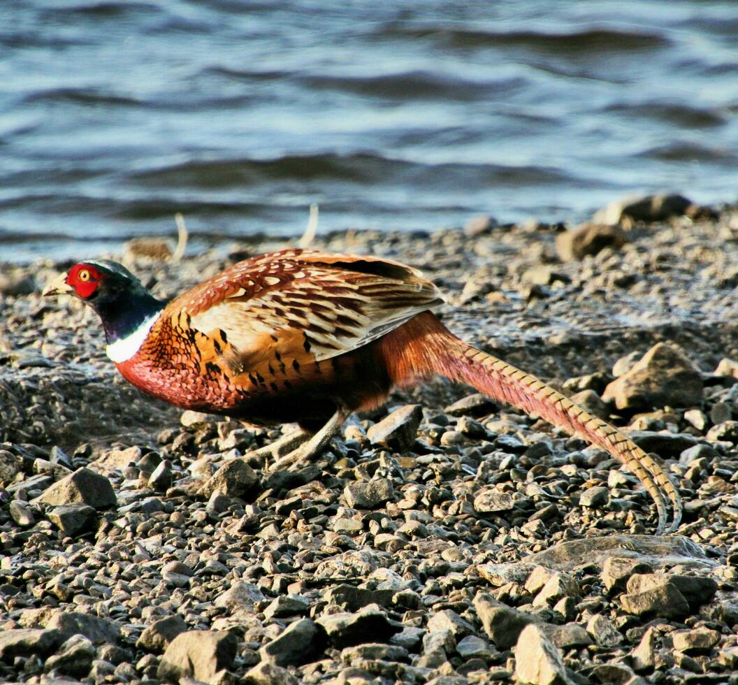 A view of a Pheasant photo