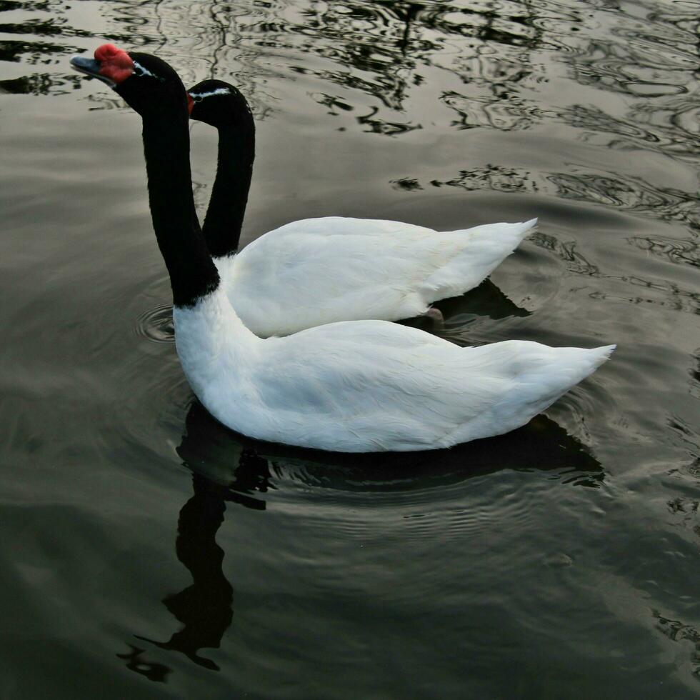 A view of 2 Black Necked Swans photo