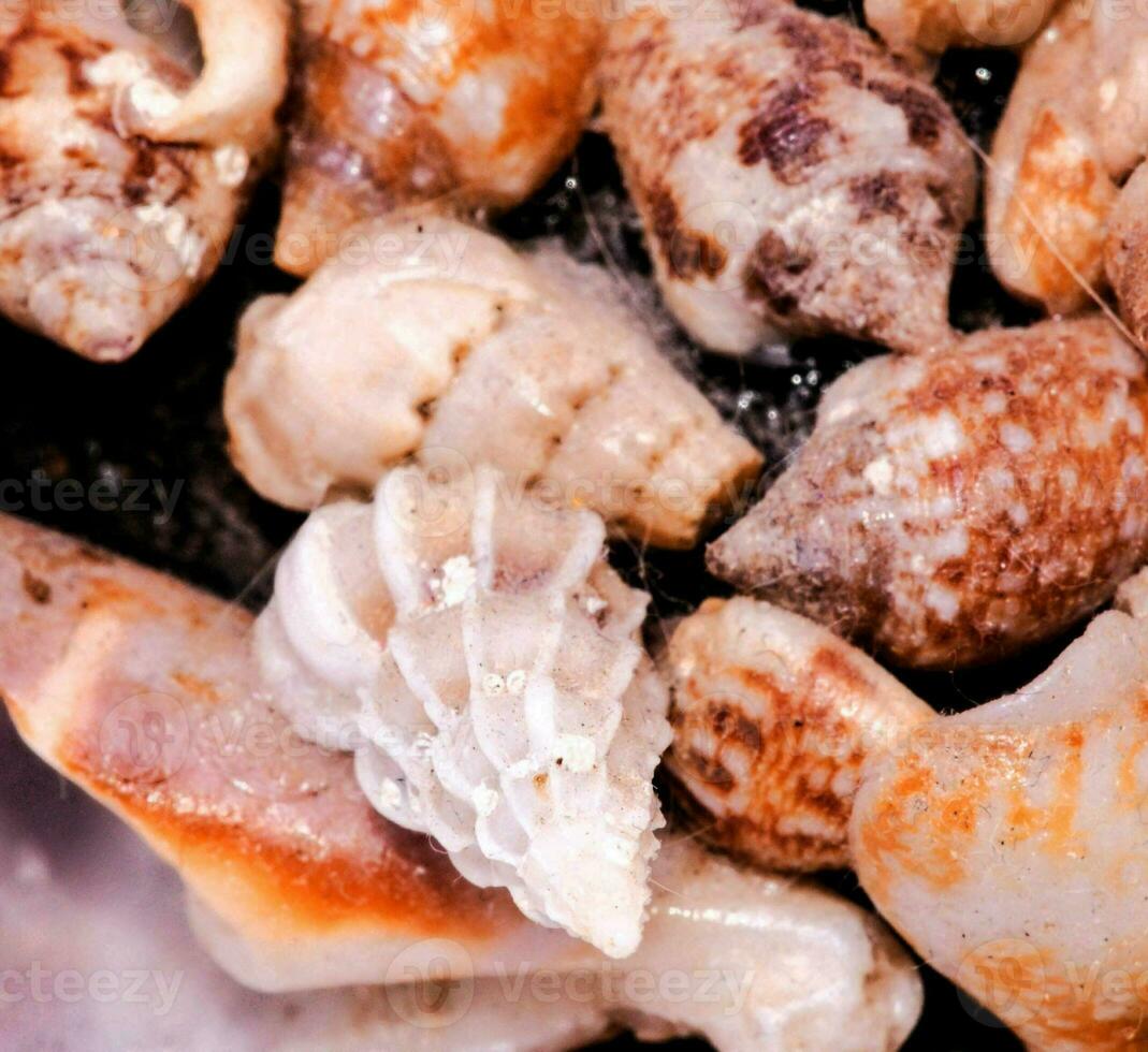 a close up of a bunch of shells on a table photo